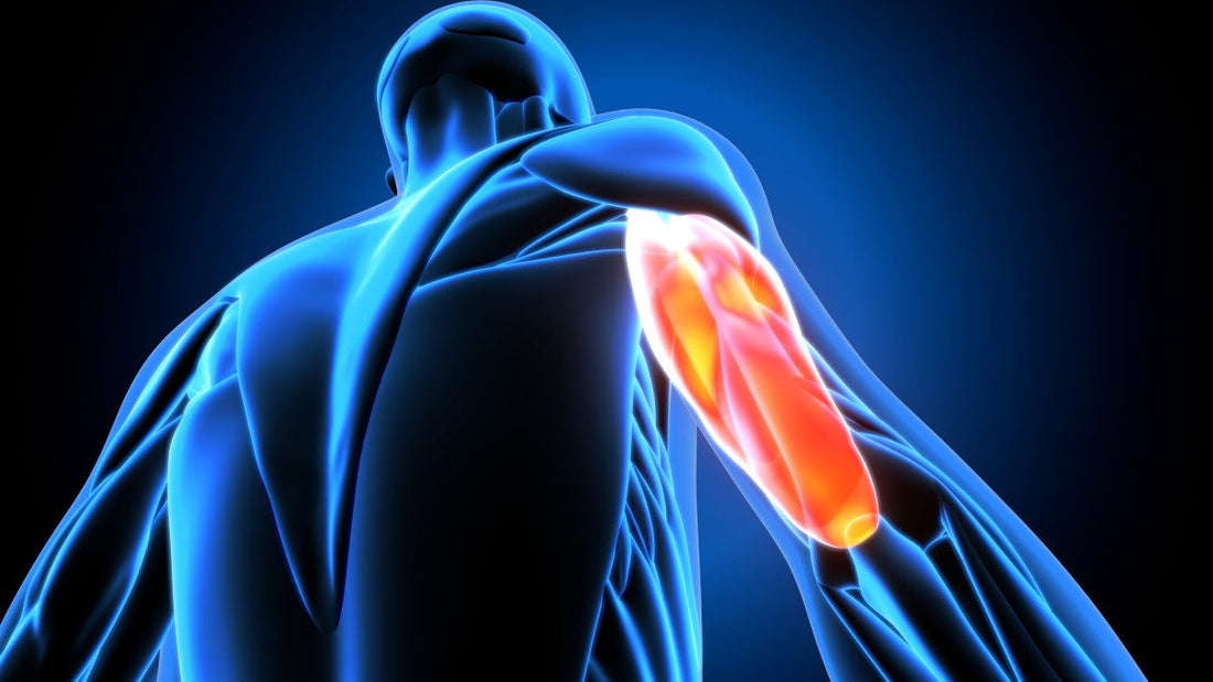 Les Triceps les bruleurs ultimes de sucre