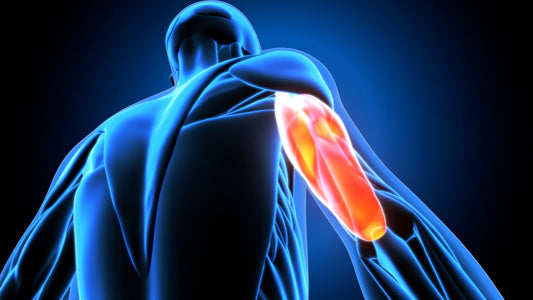 Les Triceps les bruleurs ultimes de sucre